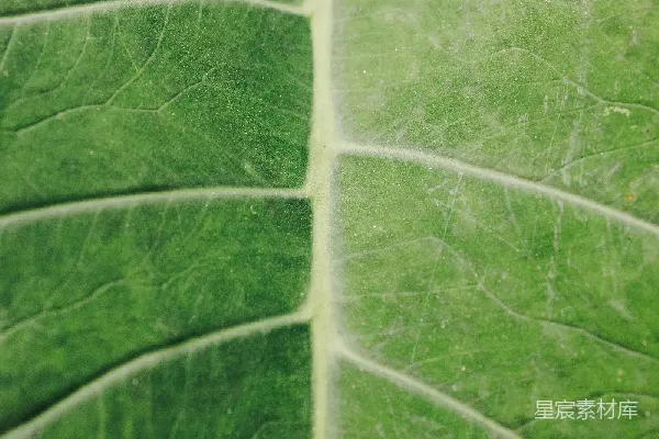 高清摄影 绿叶的脉络