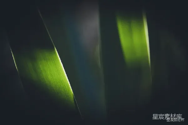 高清摄影 幽暗中的绿叶