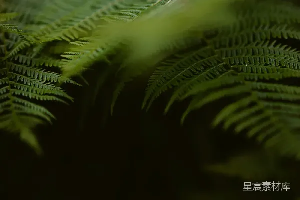 高清摄影 翠绿的蕨类植物特写