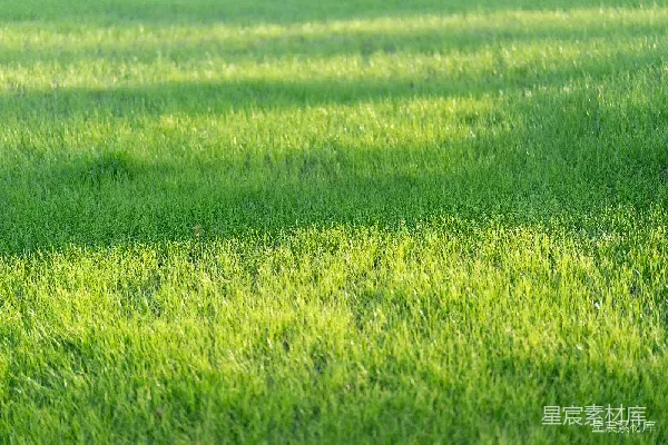高清摄影 阳光下的草地