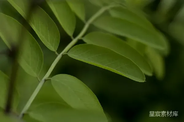 高清摄影 绿叶的静谧