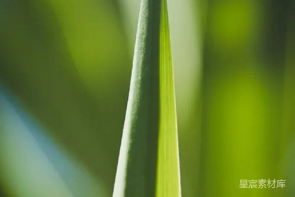 高清摄影 晨曦中的绿叶尖