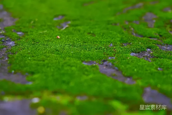 高清摄影 青苔的自然之美