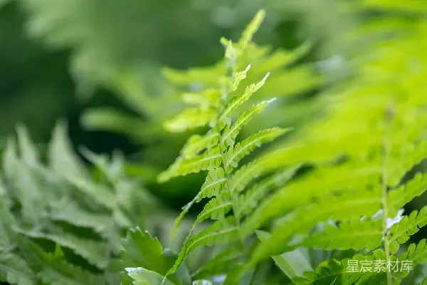 高清摄影 清新蕨类植物特写