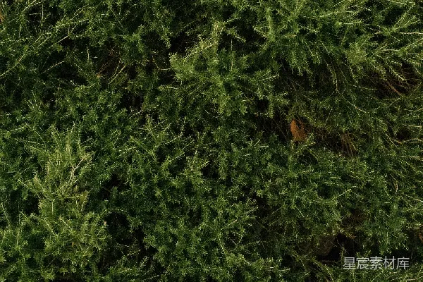 高清摄影 茂密的松树林顶视图