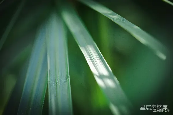 高清摄影 阳光下的绿叶