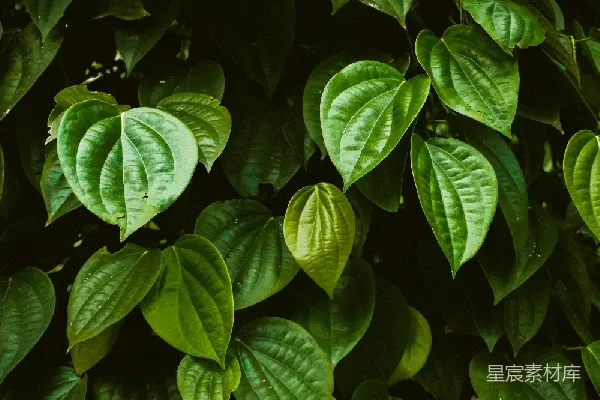 高清摄影 茂盛的绿色植物叶子