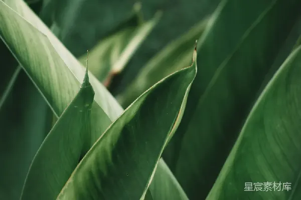 高清摄影 绿意盎然的植物叶片
