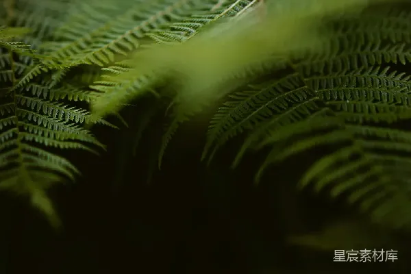 高清摄影 蕨叶的光影