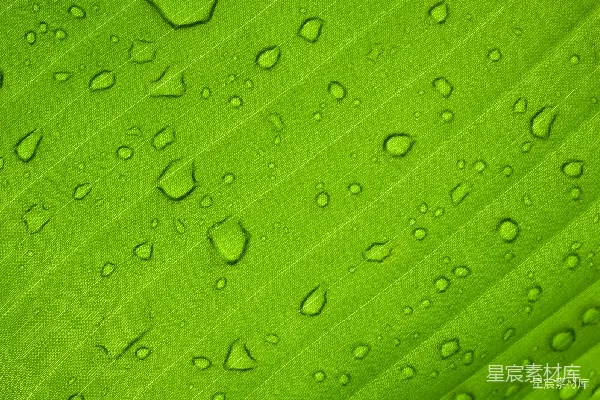 高清摄影 雨后翠绿的叶面