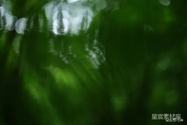 高清摄影 雨后绿意盎然的自然景象