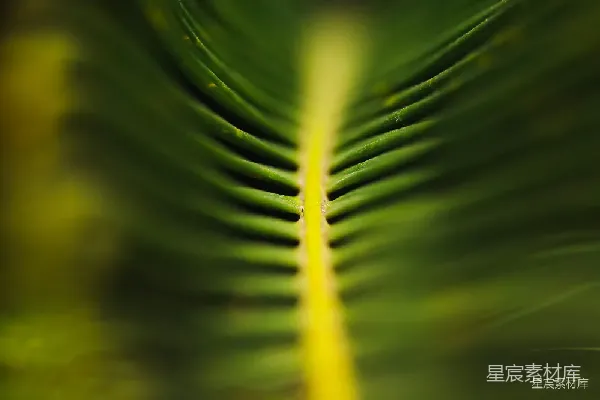 高清摄影 植物叶脉的特写