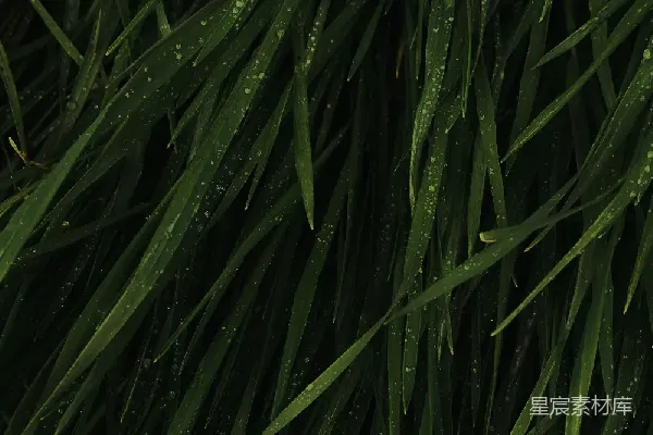 高清摄影 雨后草地
