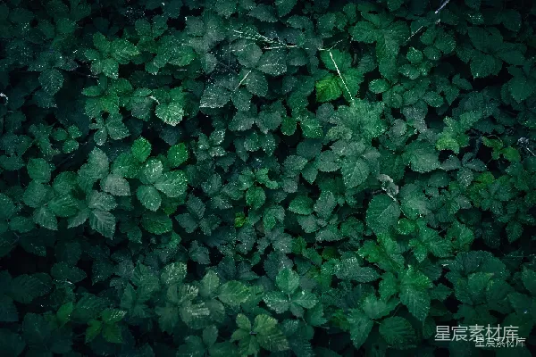 高清摄影 青翠的叶子背景