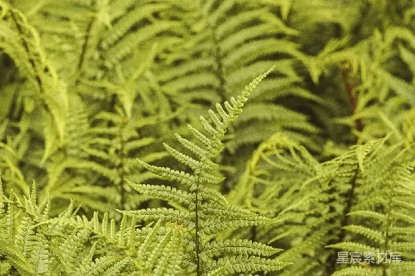高清摄影 翠绿的蕨类植物特写