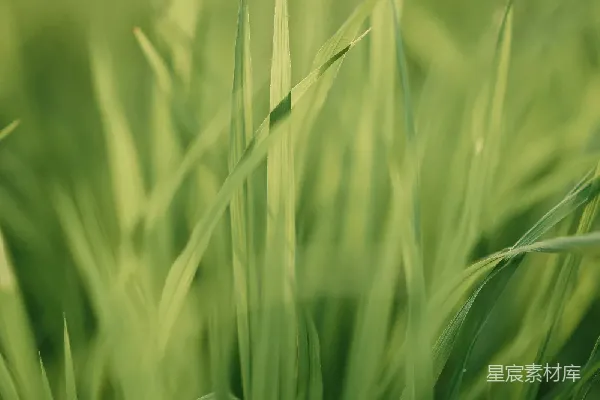 高清摄影 田野中的绿意盎然