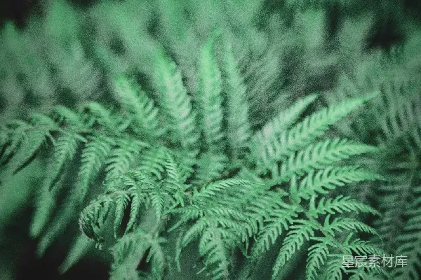 高清摄影 绿意盎然的蕨类植物