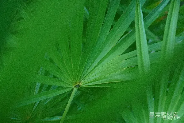 高清摄影 热带风情的绿色叶片