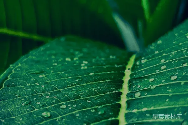高清摄影 雨后热带植物特写