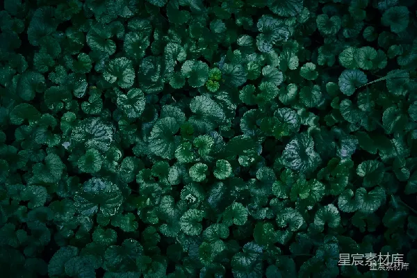 高清摄影 雨后绿叶的静谧