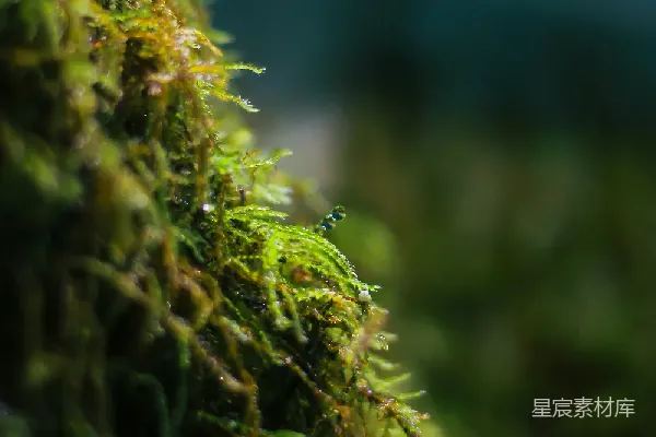 高清摄影 苔藓上的微光