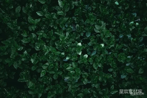 高清摄影 密集的绿色植物背景
