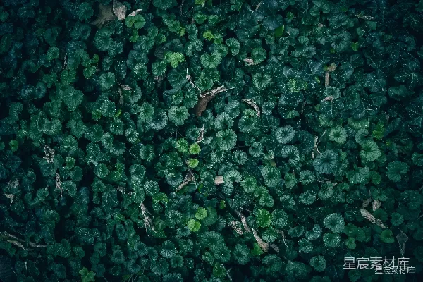高清摄影 密布的绿叶纹理