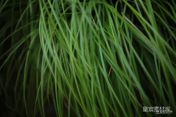 高清摄影 绿草如茵的自然美景