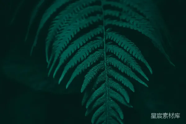 高清摄影 幽暗中的蕨叶
