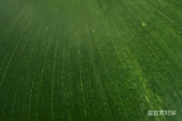 高清摄影 绿叶特写：自然的纹理之美