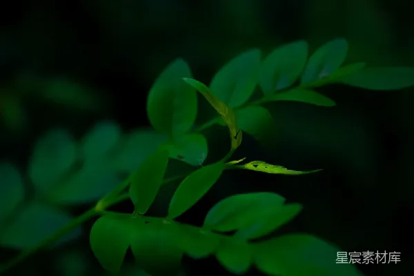 高清摄影 幽暗中的绿叶
