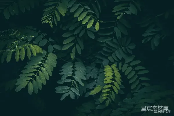 高清摄影 深邃的绿叶背景