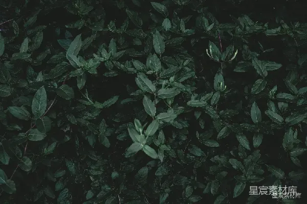高清摄影 深邃的绿色植物背景