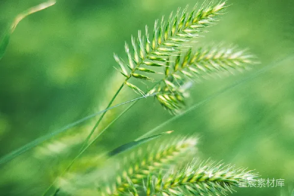 高清摄影 绿意盎然的麦穗