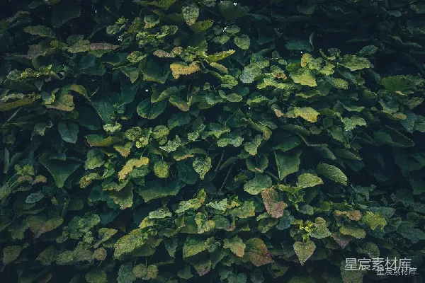 高清摄影 繁茂的绿色植物背景