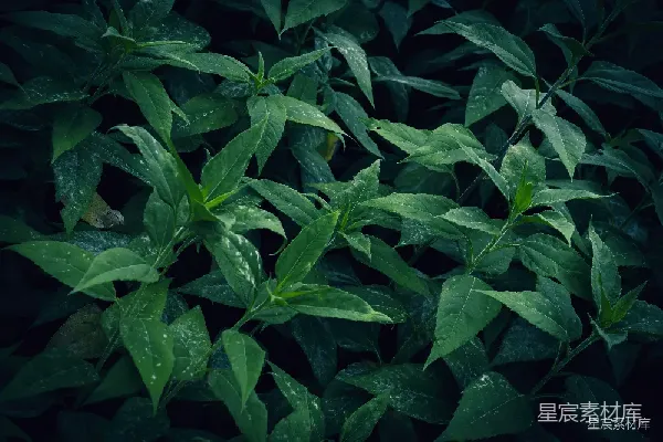 高清摄影 绿色植物中的小生物