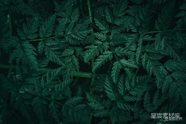 高清摄影 深邃的绿：植物叶片特写