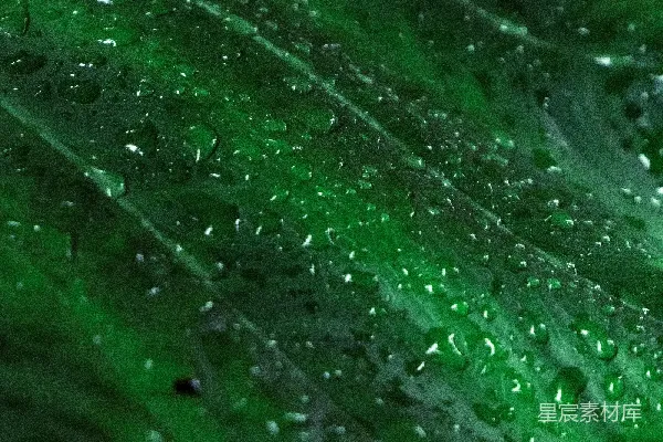 高清摄影 雨后绿叶的露珠