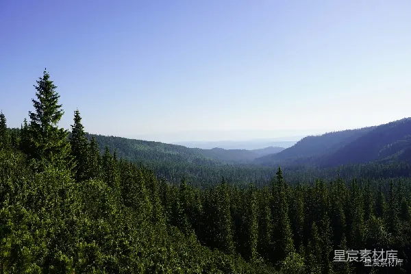 高清摄影 山间松林的宁静景色