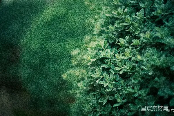 高清摄影 深绿的自然背景