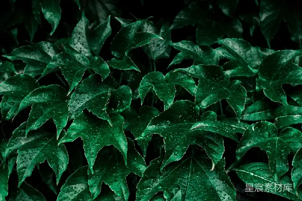 高清摄影 雨后绿色植物