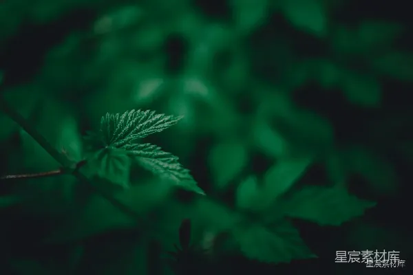 高清摄影 幽暗森林中的绿叶