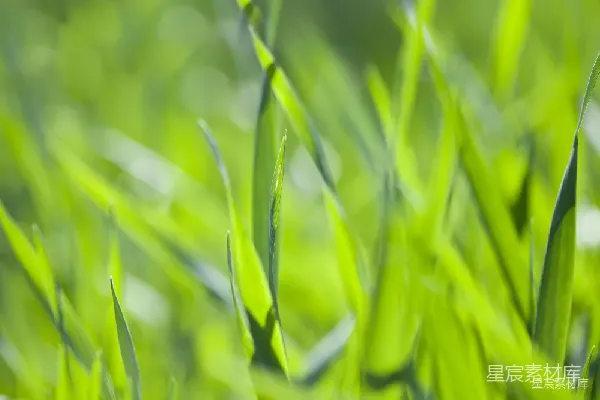 高清摄影 绿意盎然的田野