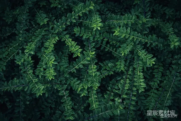 高清摄影 自然绿意：繁茂植物的纹理