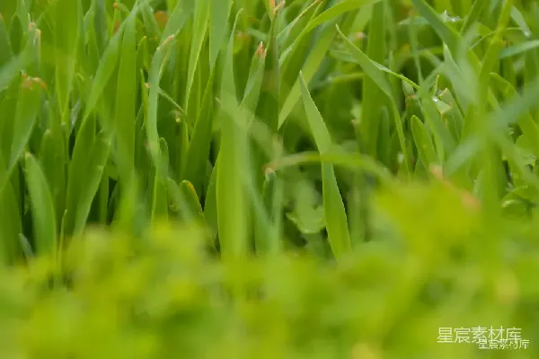 高清摄影 生机盎然的绿色植物特写
