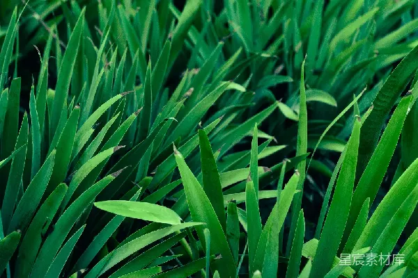 高清摄影 翠绿的植物群