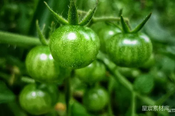 高清摄影 未成熟的绿色番茄