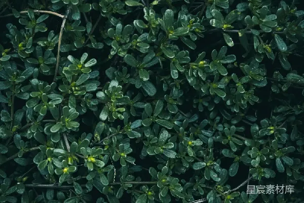 高清摄影 深绿色植物纹理