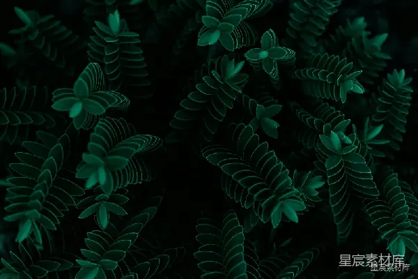 高清摄影 幽暗中的绿色植物
