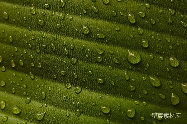 高清摄影 雨后绿叶